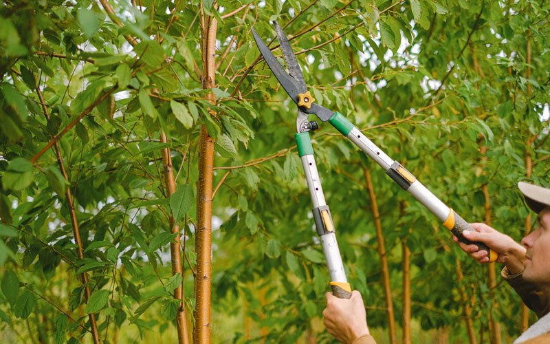 Tree trimming in Prichard, WV