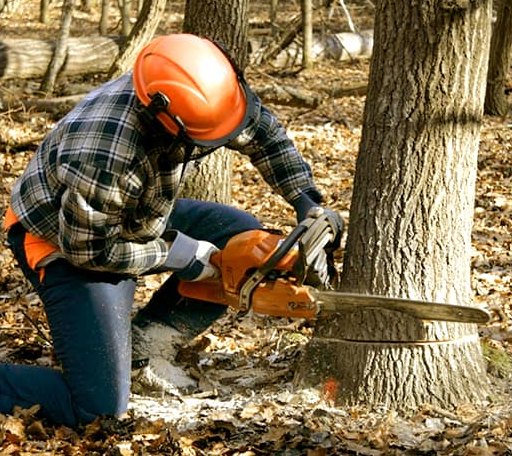 Tree Removal in Prichard, WV